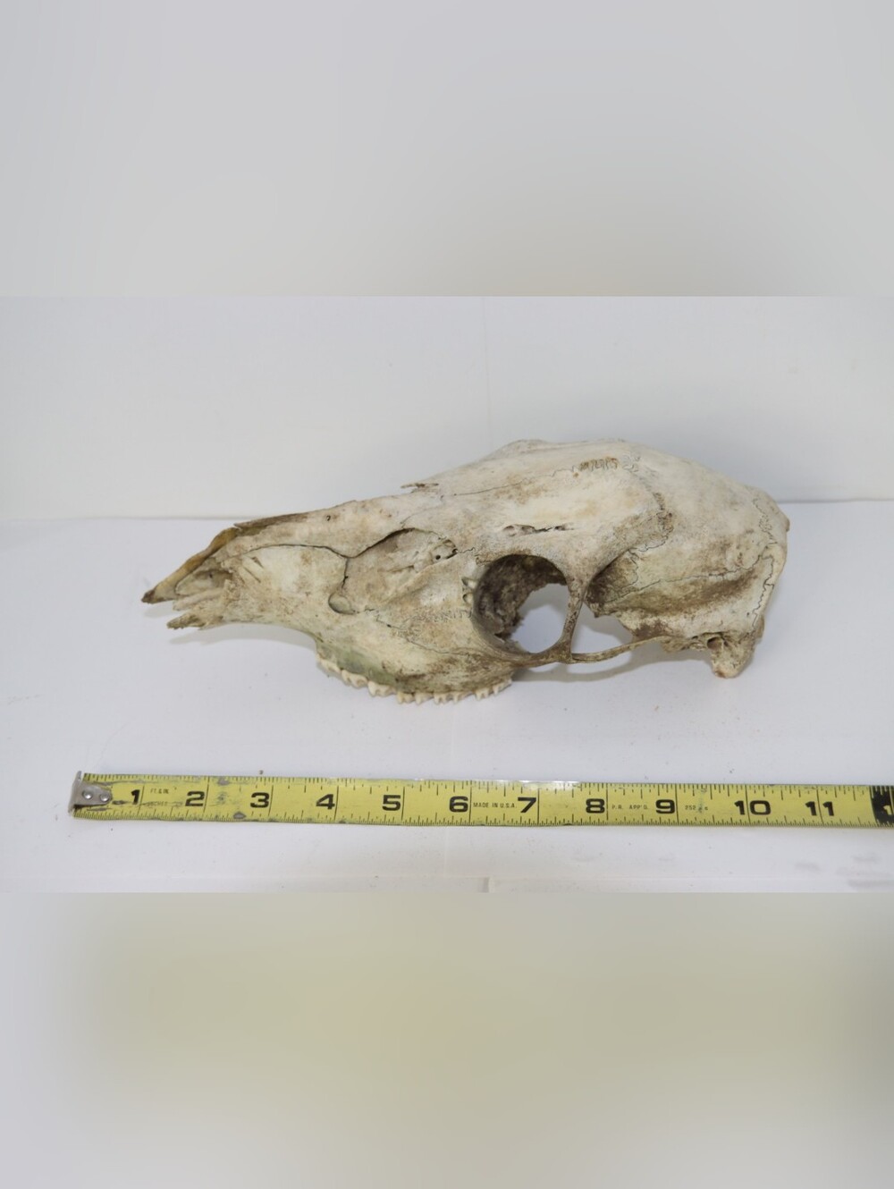 Natural Animal Skull Display - Weathered Bone Accent